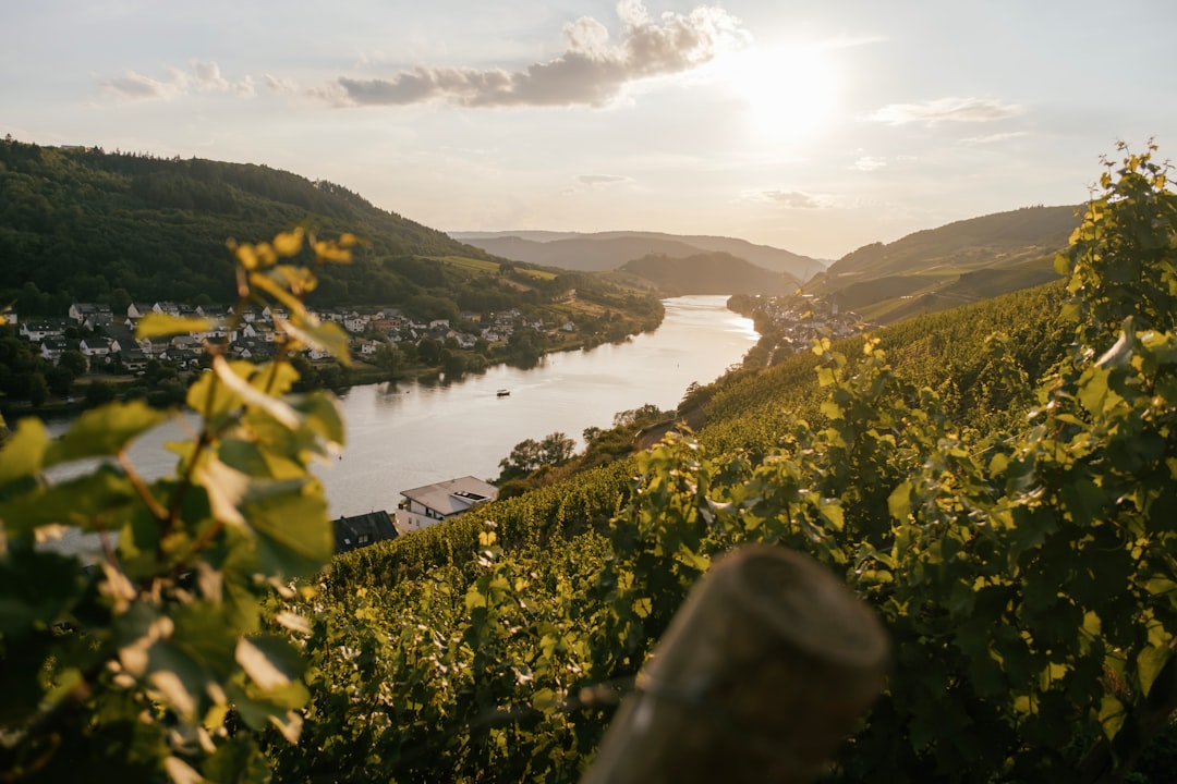 Weinberge bei Sonnenuntergang im Rheintal – WordPress Spezialist Rheinhessen